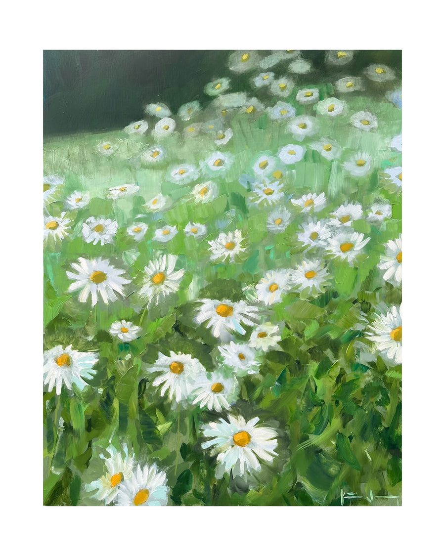 Daisy Dream